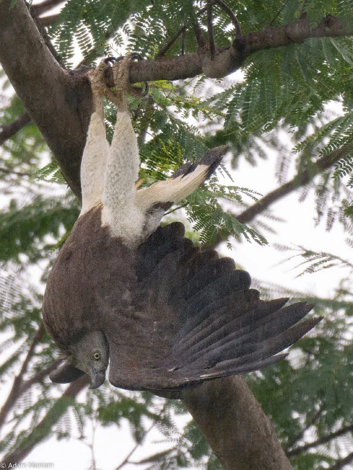 Esperaba que saliera volando, no esto