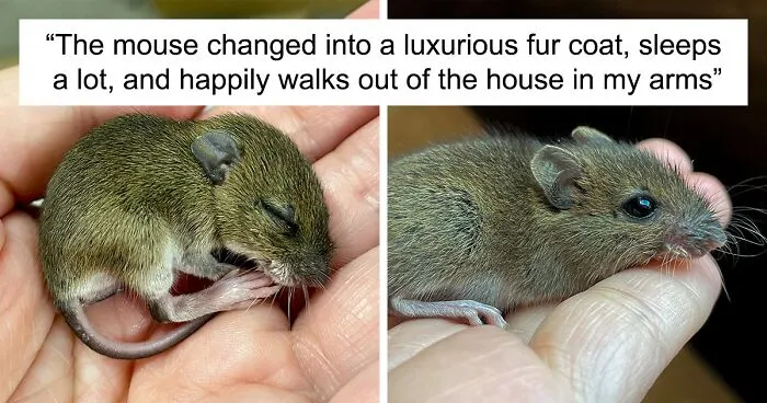 “The Universe Certainly Has A Great Sense Of Humor”: A Twitter User Shared Her Story Of Adopting And Taking Care Of An Abandoned Newborn Mouse