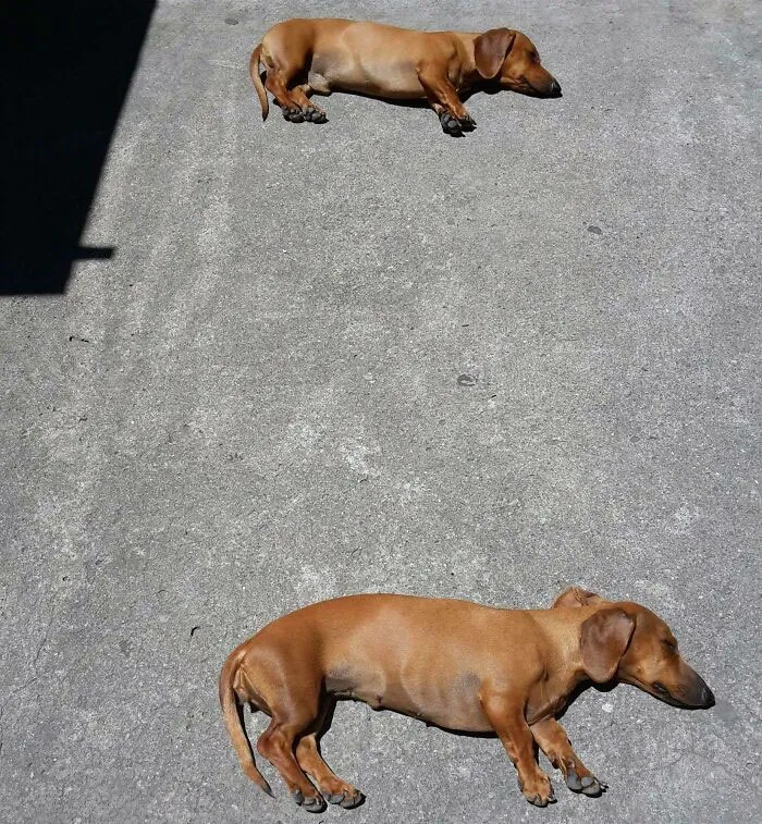 Copiar perro salchicha, pegar perro salchicha 
