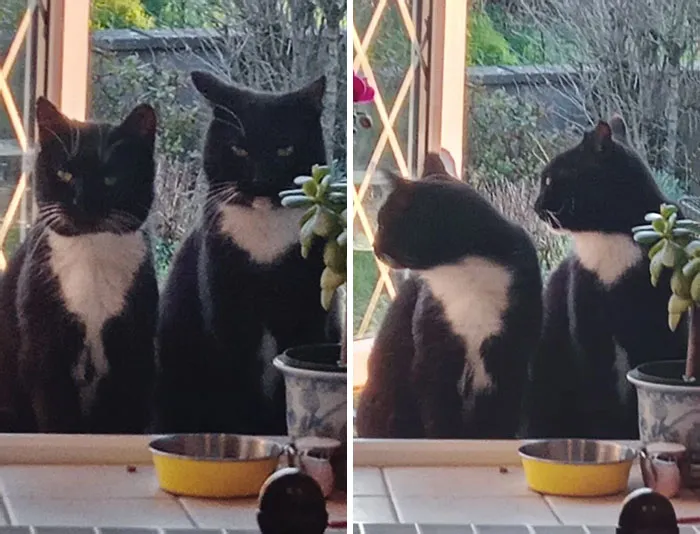 Estos 2 gatos llegaron cuando eran callejeros y con varios años de diferencia. A veces los llamo Copiar y Pegar