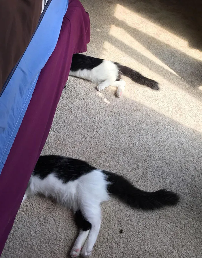 Un adorable fallo en la Matrix 