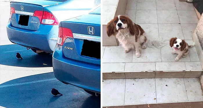 40 Fotos de animales "dobles" demostrando que vivimos en una simulación