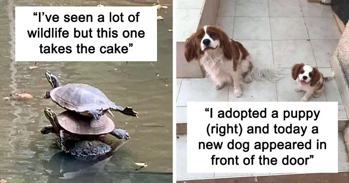 50 Animal Glitches In The Matrix That Might Freak You Out