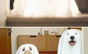 50 Times Pet Halloween Costumes Did Not Disappoint (New Pics)
