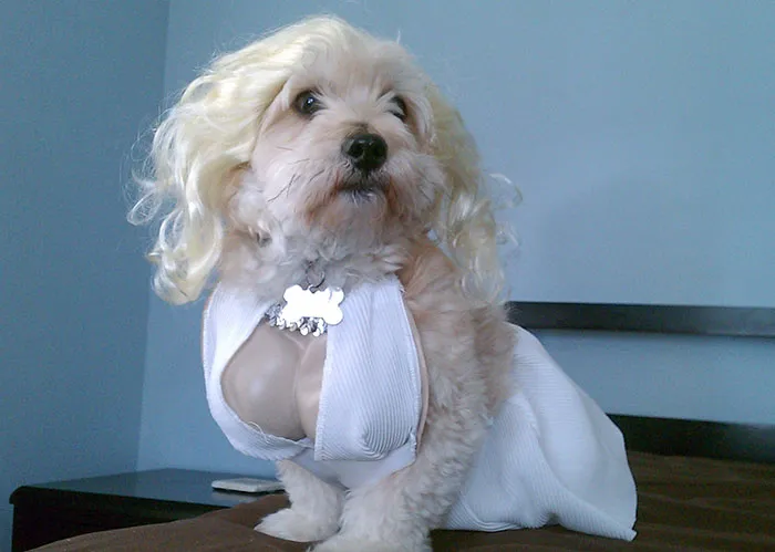 My Best Friend's Halloween Costume. He's A Little Embarrassed By It