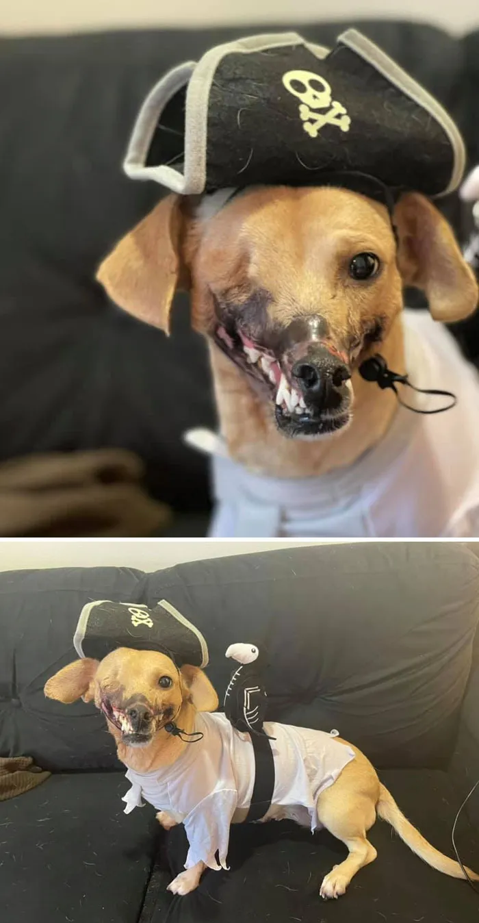 My Pirate Dog Was A Pirate Dog For Halloween