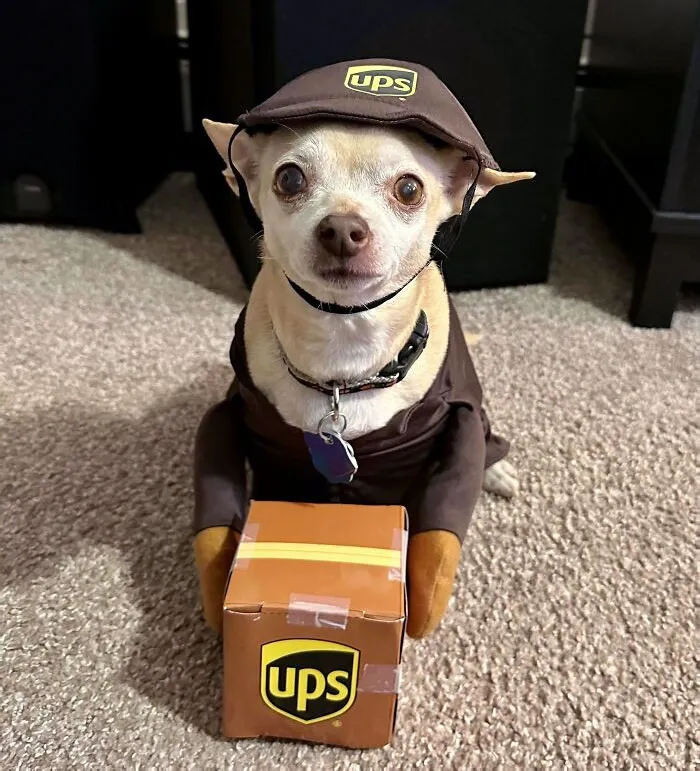 My 15-Year-Old Chihuahua (Munch) Got Her Halloween Costume Yesterday