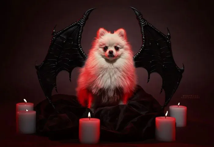The Cutest Bat Ever