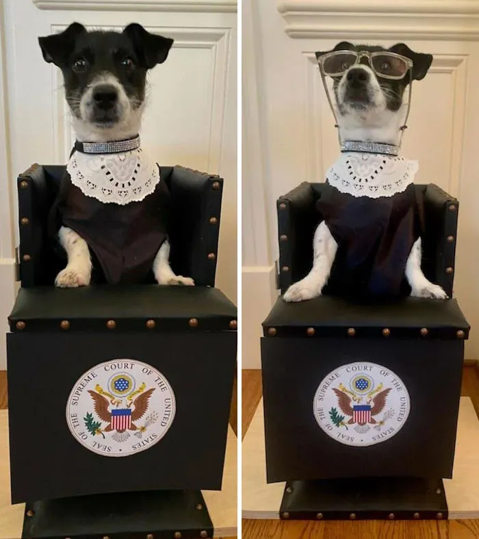 Rosie Has A Digestive Disorder That Forces Her To Eat All Her Meals In A Special Chair.  So My Step-Mom Turned Her Into Ruth Bader Ginsburg For Halloween