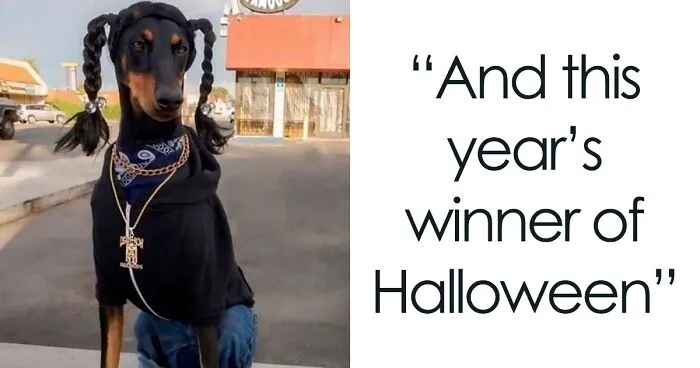 50 Times Pet Halloween Costumes Did Not Disappoint (New Pics)