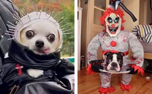 50 Times Pet Halloween Costumes Did Not Disappoint (New Pics)