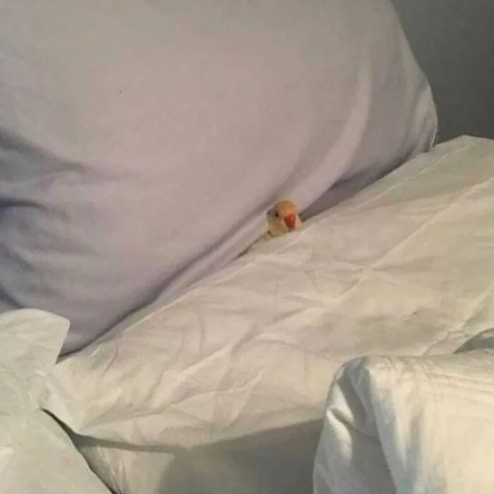 20 Memes para quienes están cansados y agobiados con la vida