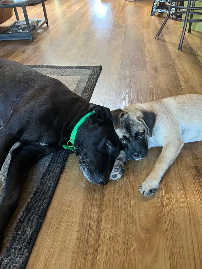 My Doggos