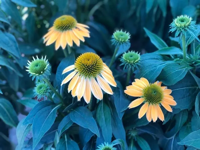 Echinacea