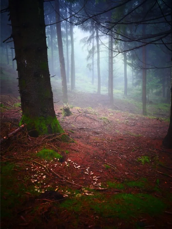 Black Forest, Germany