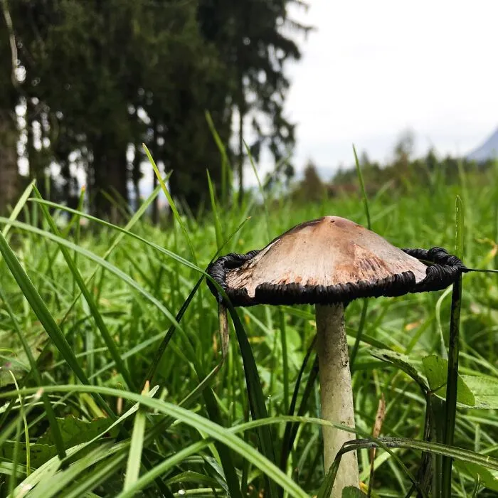 Coprinus