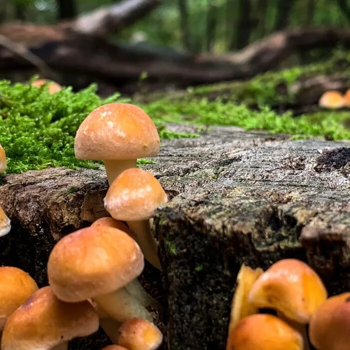 Hypholoma