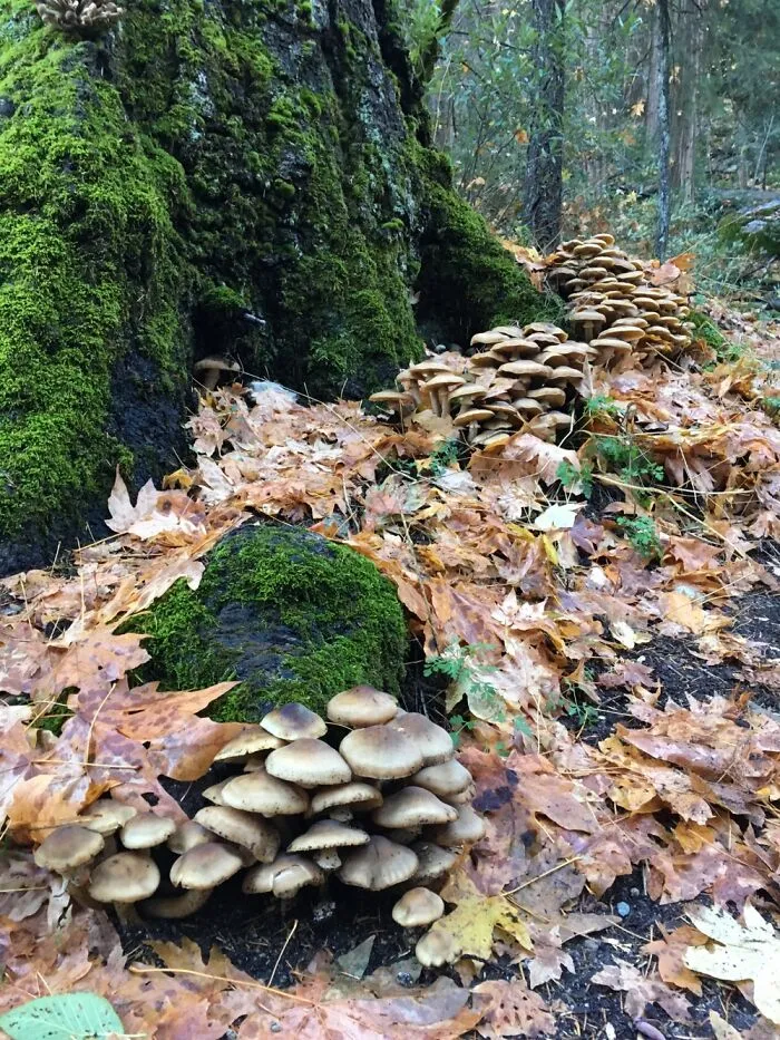 Marching Mushrooms
