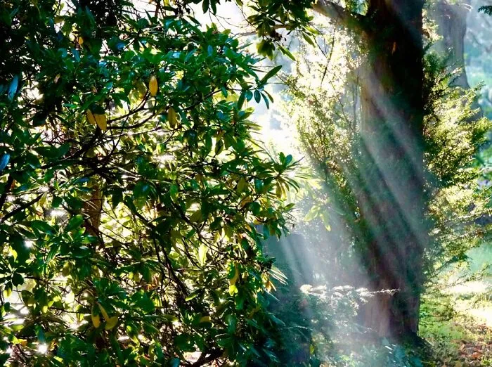 Morning Rays Of Light