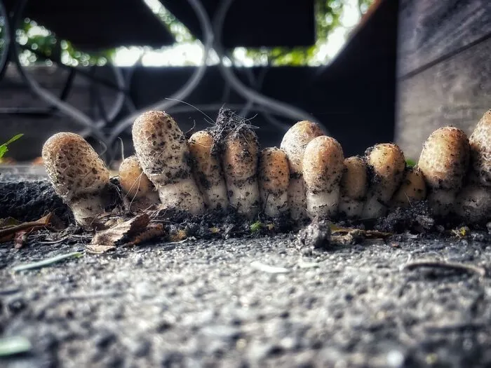 Mushrooms Between Floor Plates At A Restaurant