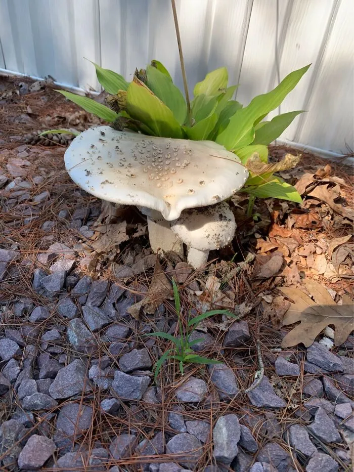 Found This Guy While Camping In Rochester Ma USA