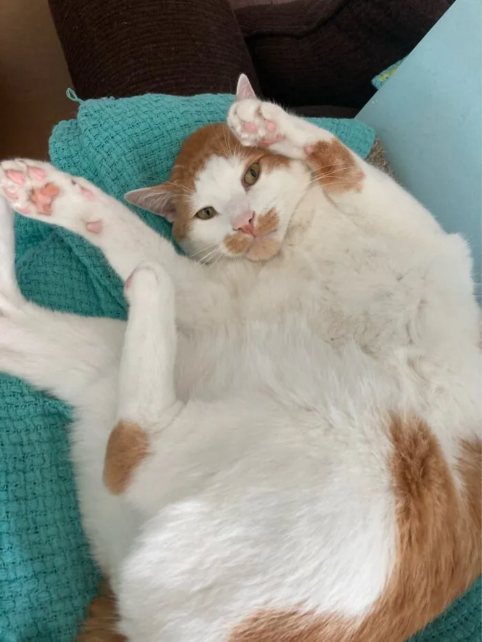 Time For Belly Rubs!!
