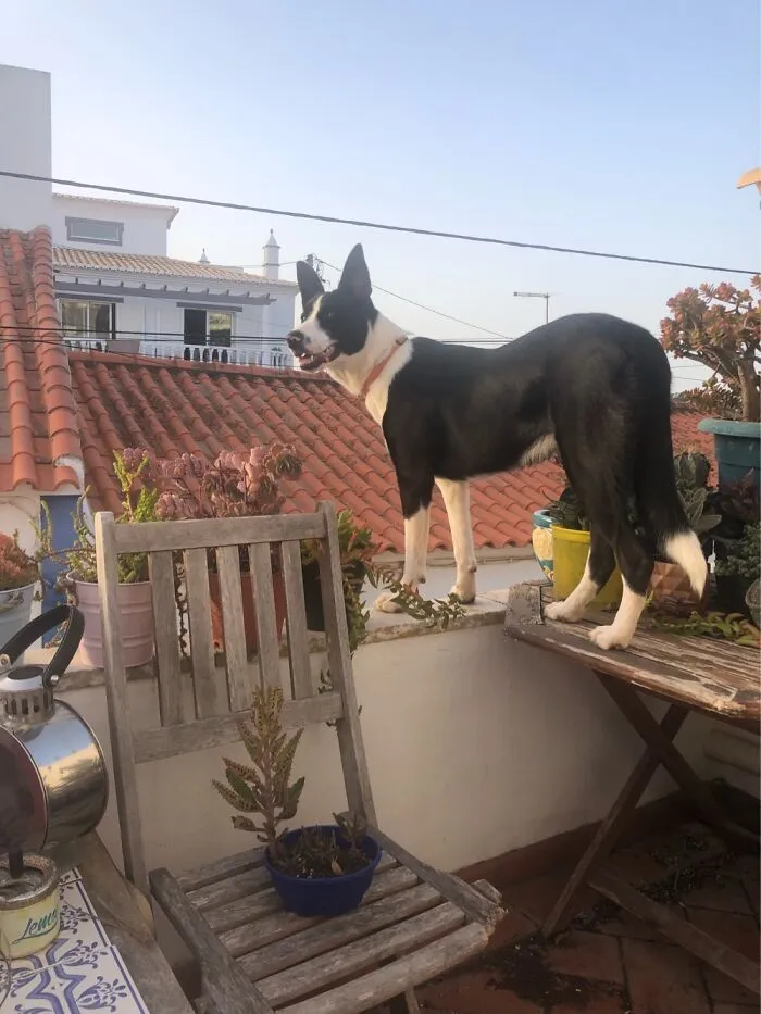 Petal Watching The Village Wake Up!