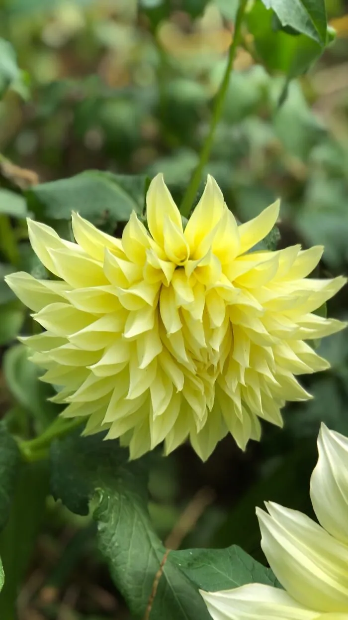 My Dinner-Plate Dahlia