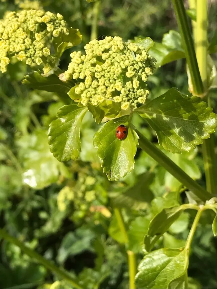 A Picture Of A Ladybug I Took Last Year