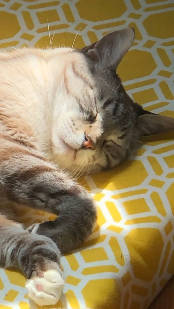 Dexter