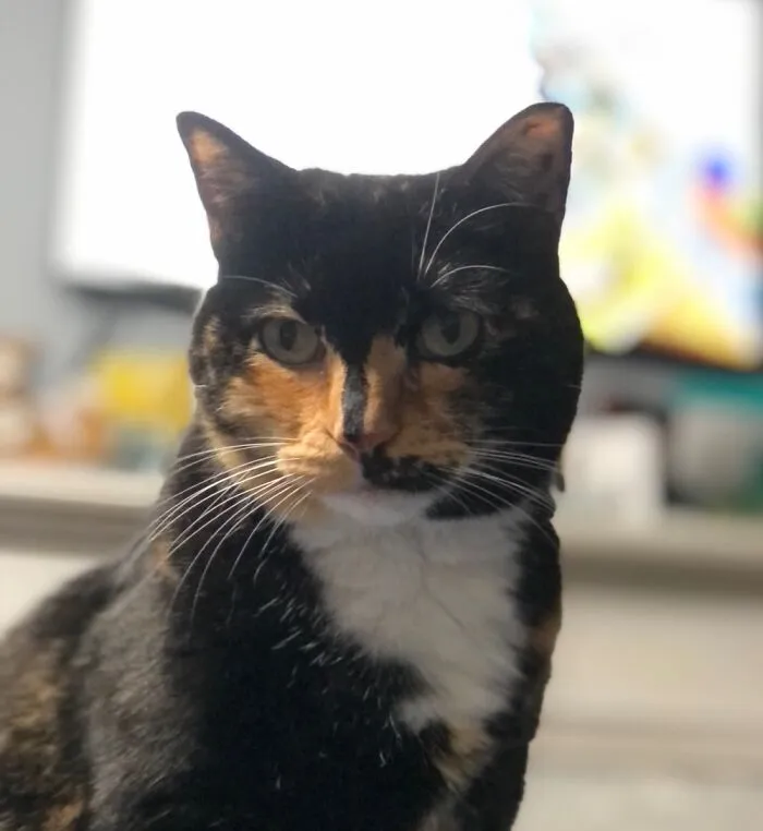 Chloe