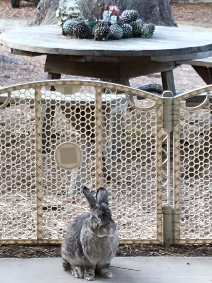 Big Beautiful Rabbit