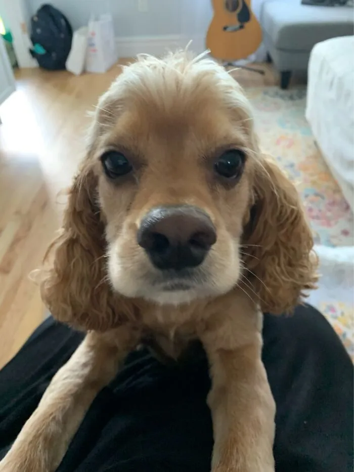 This My Alfie
