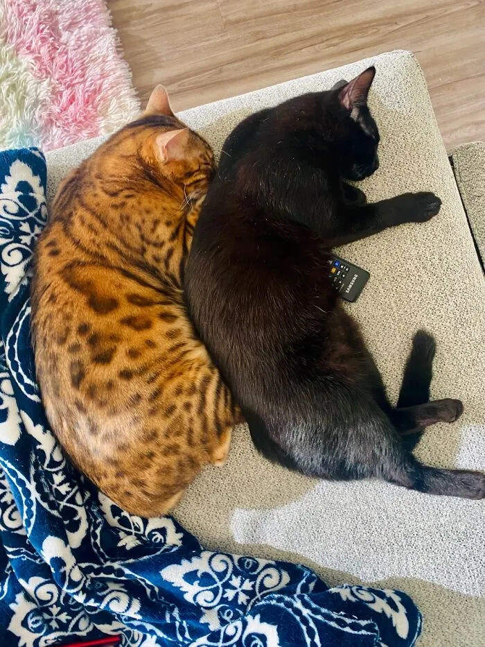 Quantum & Vortex