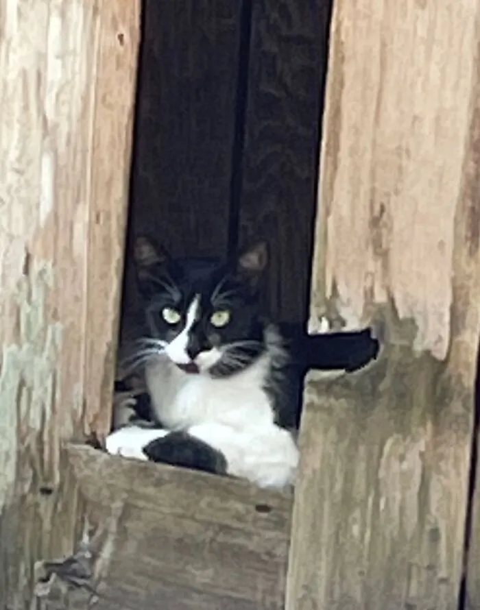 Checking Out What’s Going On Outside The Fence