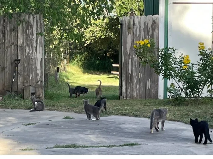 A Group Of Cats Is Called A Clowder. This Is Definitely A Clowder!