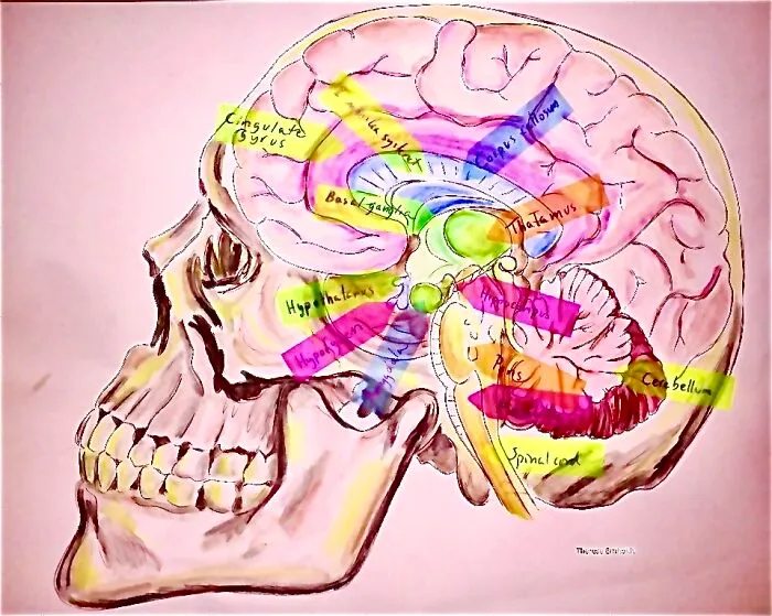 Bored During Psychology Lecture So Turned My Notes On The Human Brain To Something Enjoyable