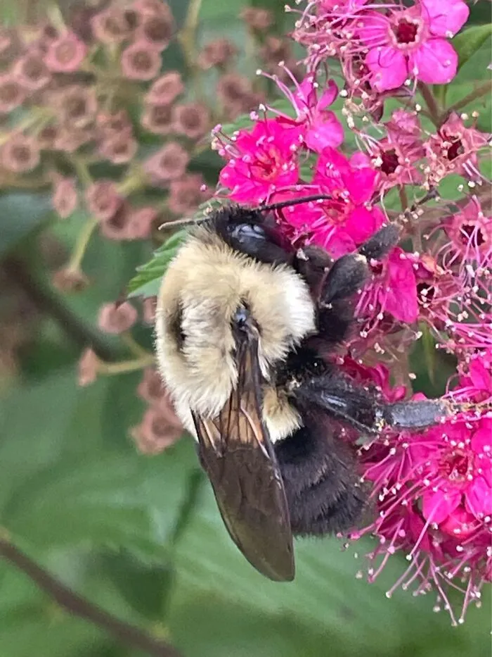 Bumblebee