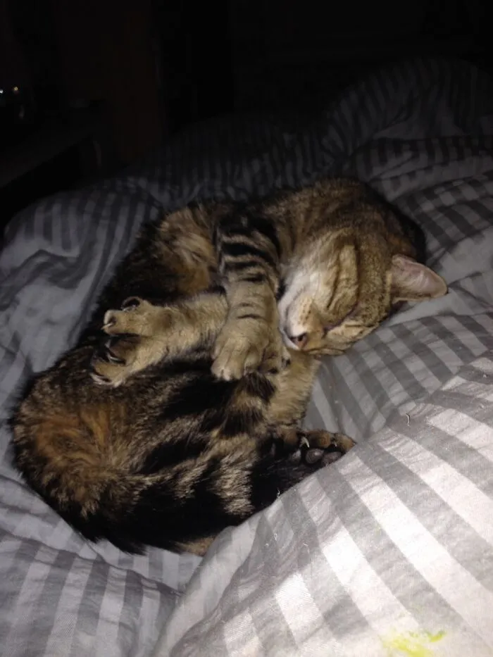 Fraiser Was, Apparently, Quite Comfy Sleeping In This Position. Polydactyl Paws Forever!