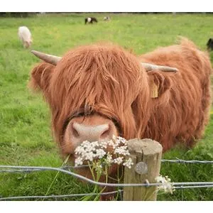 Highland Cow