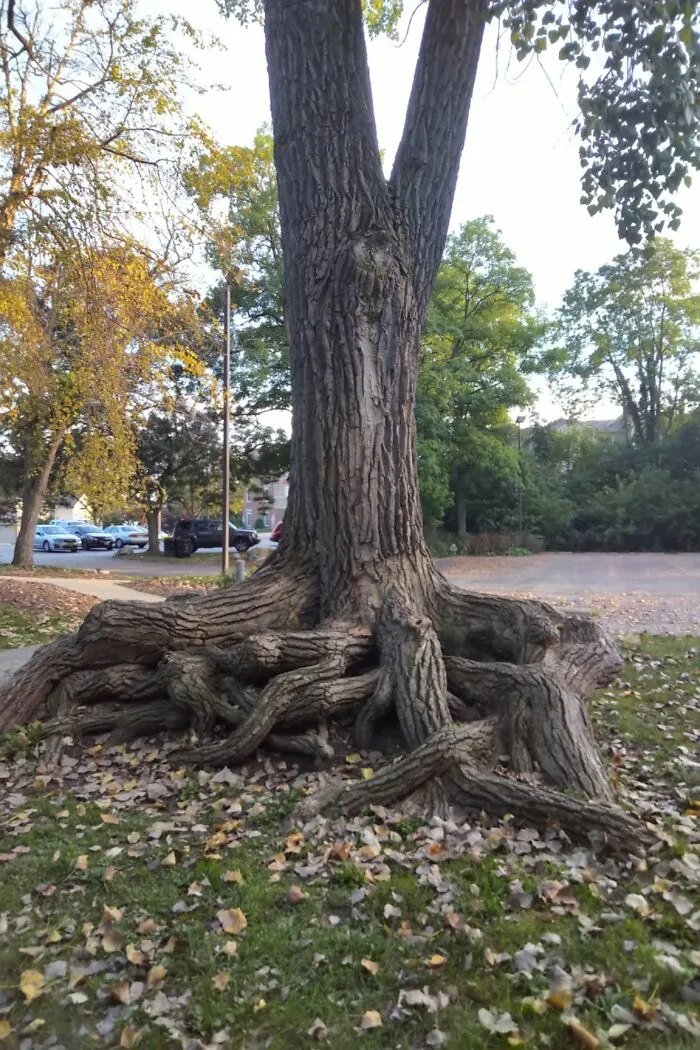 Ever See A Tree Like The One Below?