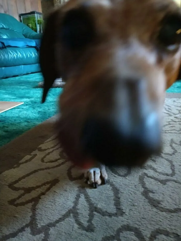 Buckeye Aged 14