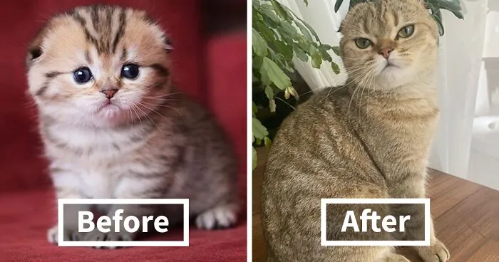30 "Then And Now" Pics Of Adorable Kittens Turning Into Majestic Cats, As Shared On This "Cat Grows" Group