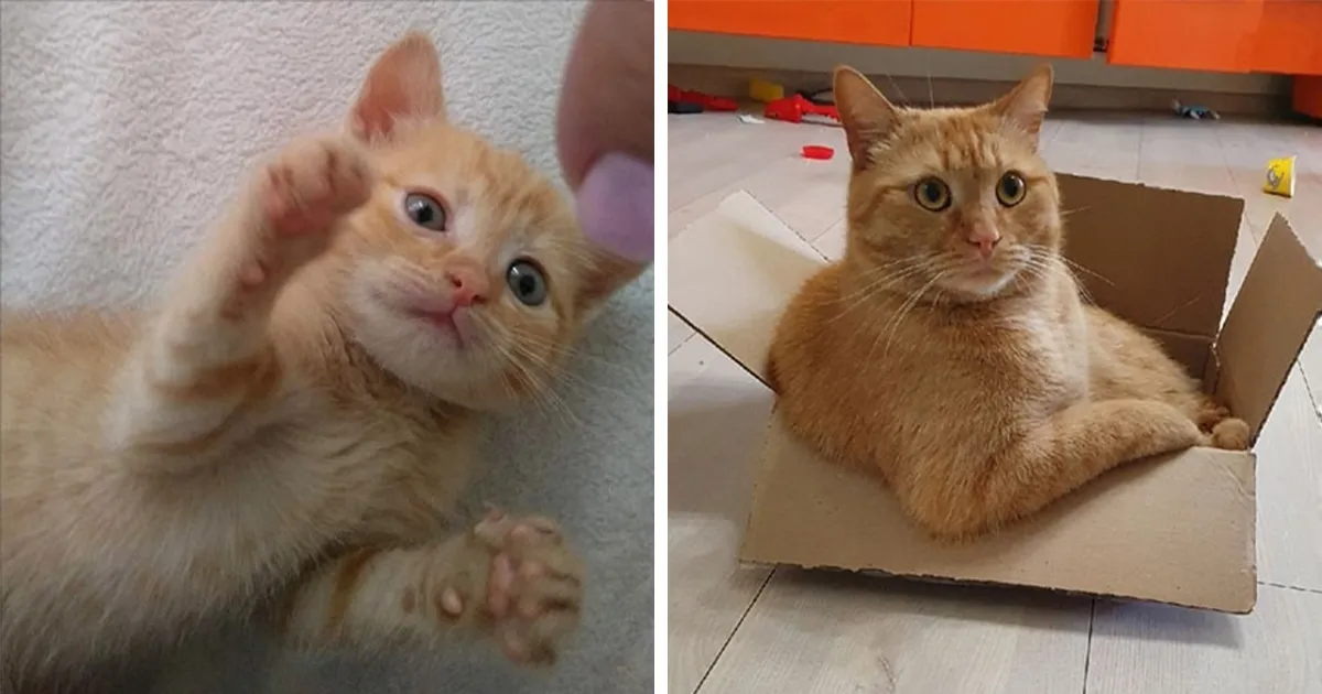 30 Fotos mostrando el crecimiento de estos adorables gatos
