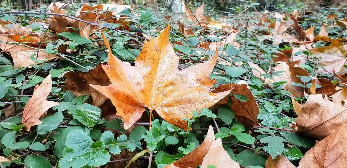 Autumn