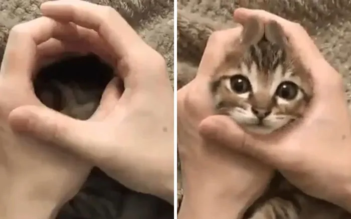 Cómo convertir a tu gato en un conejo