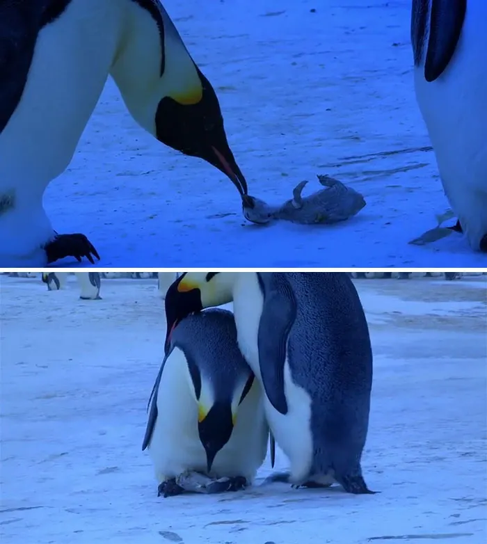 Pingüinos de luto
