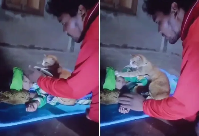 Un gatito chequea preocupado la fiebre del niño 