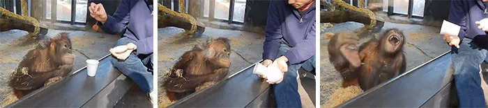 La reacción a un truco de magia