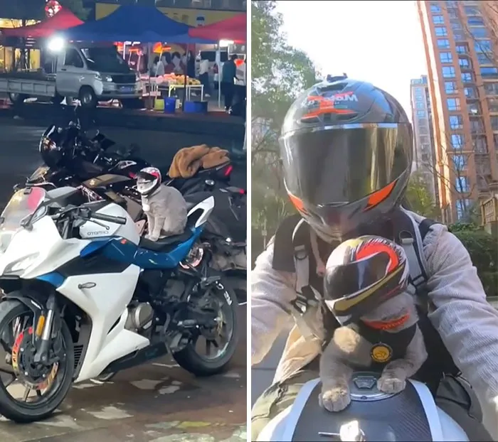 Un viaje con el gato